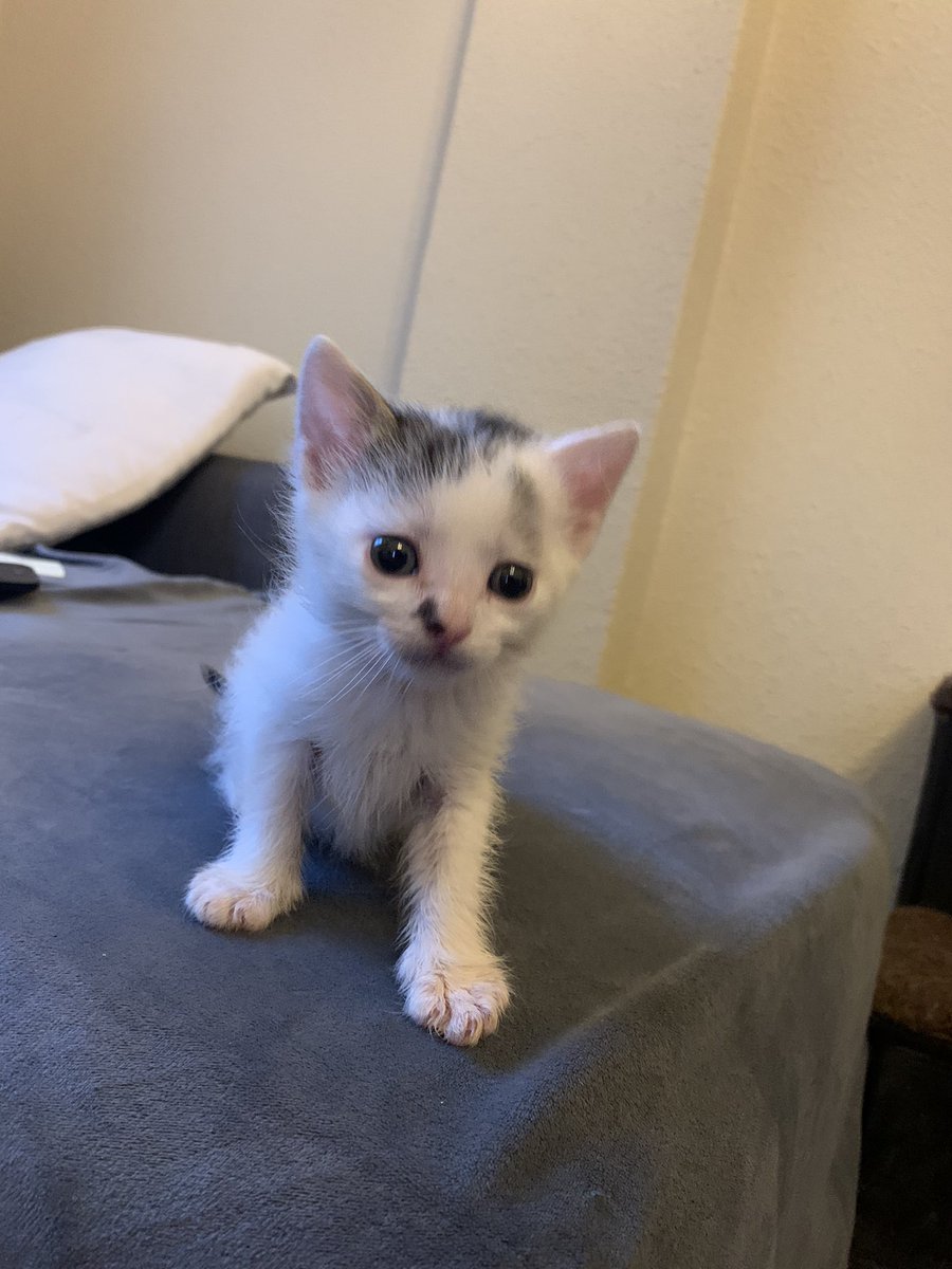 Cielo y Cima tienen mes y medio y buscan familia. Están en A Coruña. Si quieres conocerlos, escríbenos y te mandamos el cuestionario