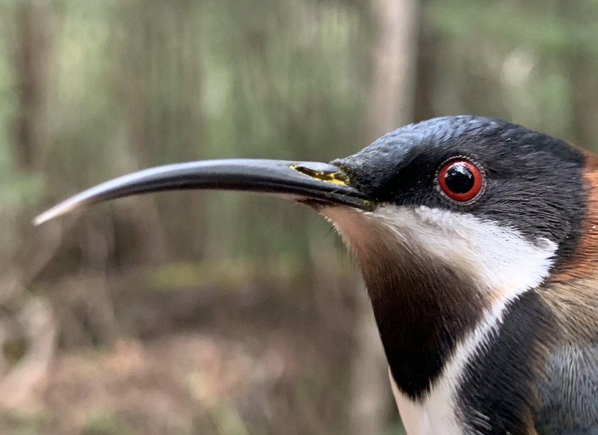 Eastern spinebill with pollen in its nose