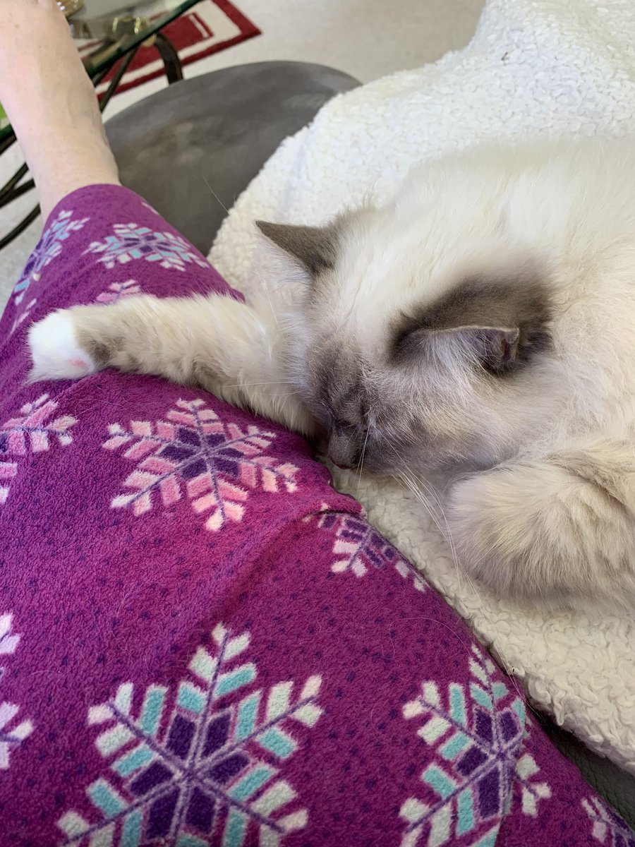 ElizGriff2016's tweet photo. @BelleLBear We use our paws to keep track of Mama♥️😘Ari &amp; Cali💋♥️ https://t.co/NJmBFAwMcR