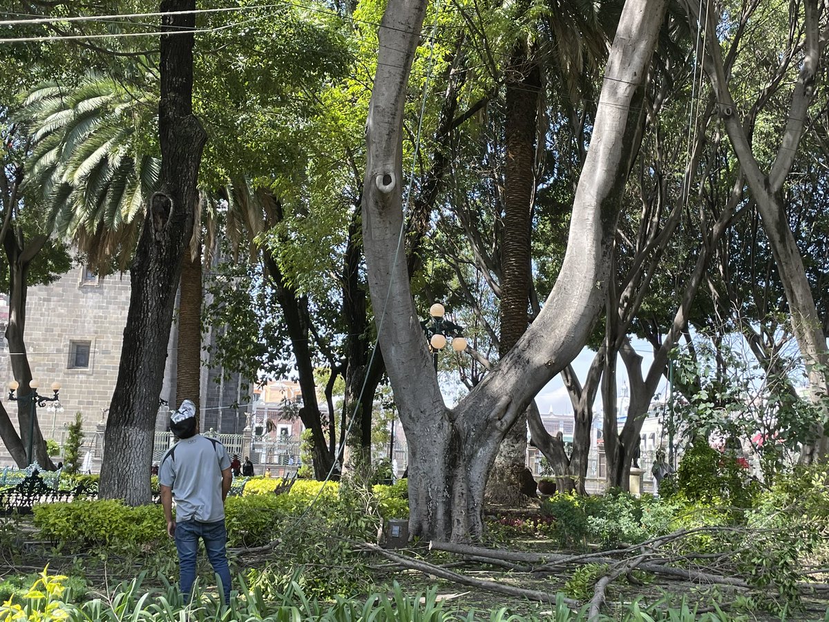AmbientePuebla's tweet photo. Tras un dictamen realizado en el primer cuadro de la ciudad, se identificaron hasta el momento 5 árboles afectados por las fuertes ráfagas de viento, mismos que serán retirados inmediatamente. 
Si identificas algún riesgo, repórtalo al #911 y @PCPueblaCapital. https://t.co/pAqqK0KHHp