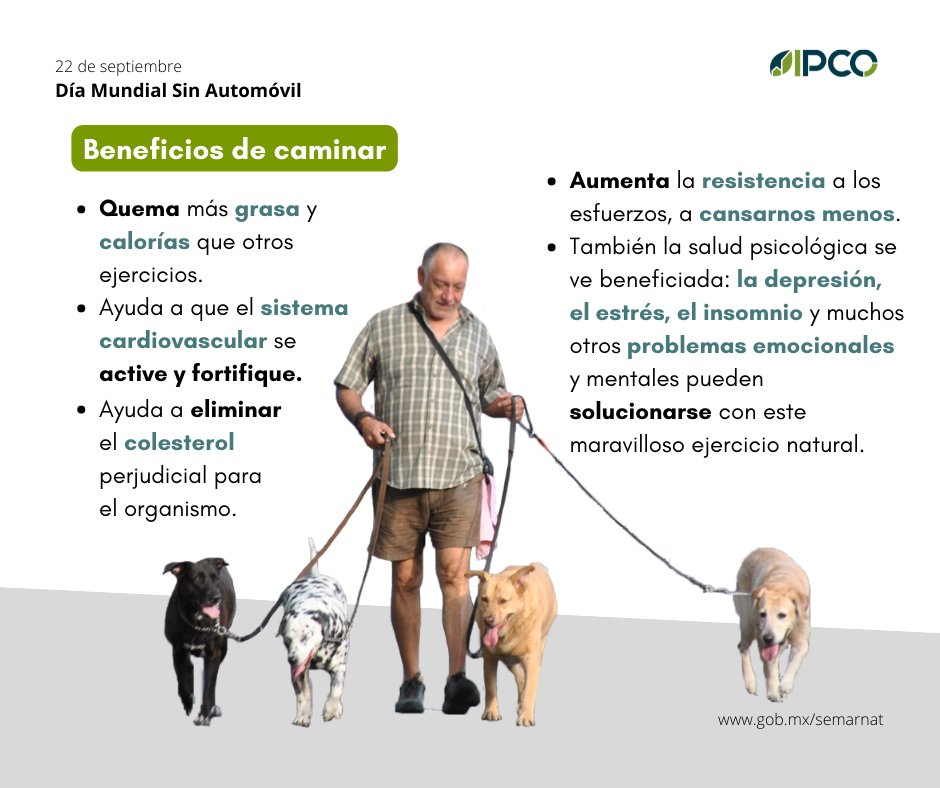 ImplanColima's tweet photo. Hoy es el #DíaMundialSinAutomóvil, te invitamos a utilizar un medio de transporte distinto para movilizarte este día, por ejemplo andar a pie 🚶🏻🚶🏽‍♀️o en bicicleta 🚴🏽‍♀️🚴🏻, ya que estos tienen múltiples beneficios y acá te contamos algunos de ellos 👇🏽 https://t.co/O6fAhcX0qg