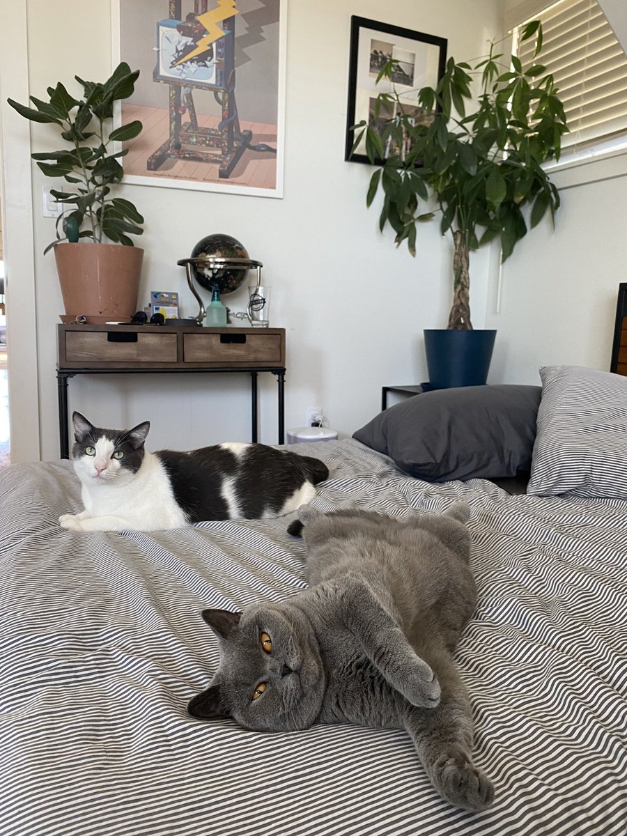 DanTJson's tweet photo. @NormaliseSimon @SlimSkink @weirdlilguys Omg we have the same cats too https://t.co/A2dBMBuRkG