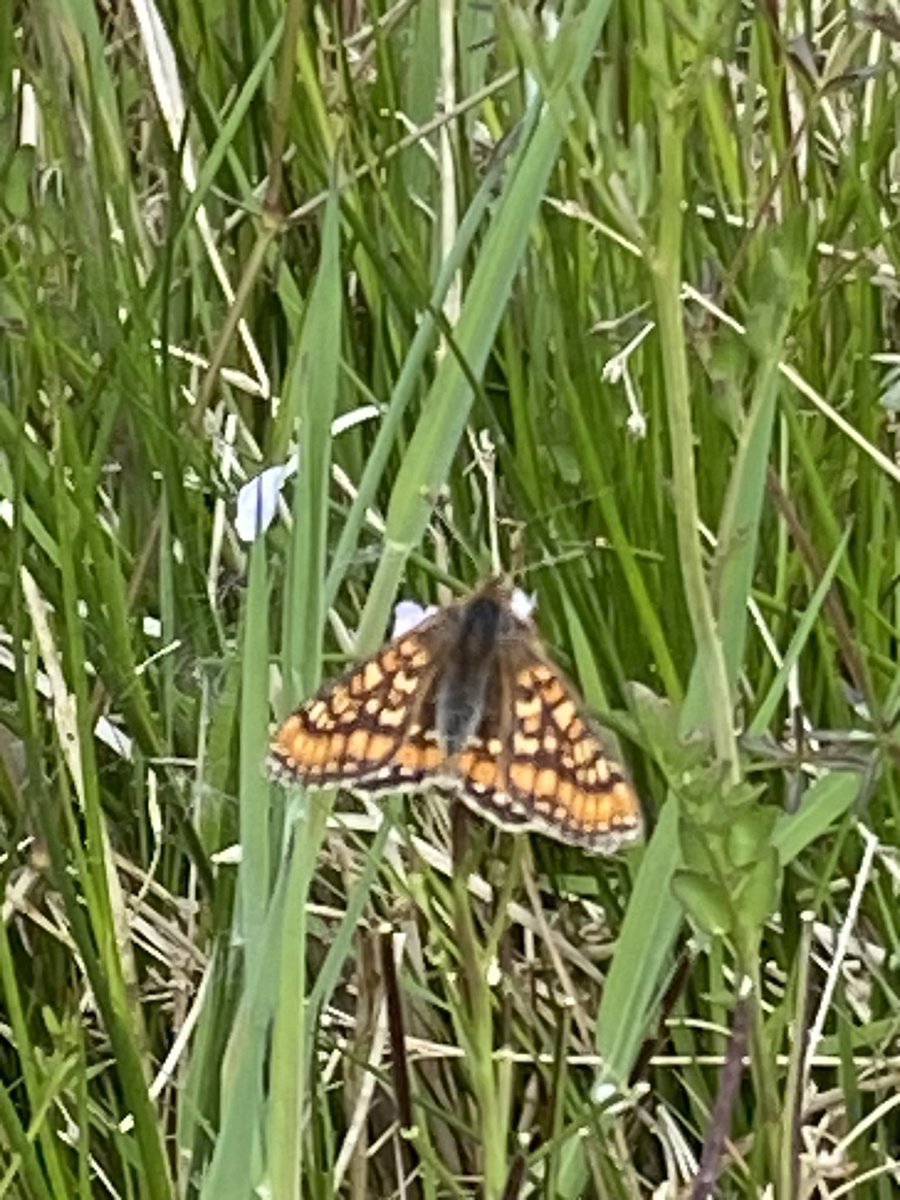 forder_phil's tweet photo. Delighted to find a swathe of #devilsbitscabious the plant so important to the marsh fritillary #butterfly which i saw earlier thisyear. The tiny root has so many herbal properties that the devil bit it off in order to limit its effect @savebutterflies @hellohistoria #herb https://t.co/cGBFAikYBB