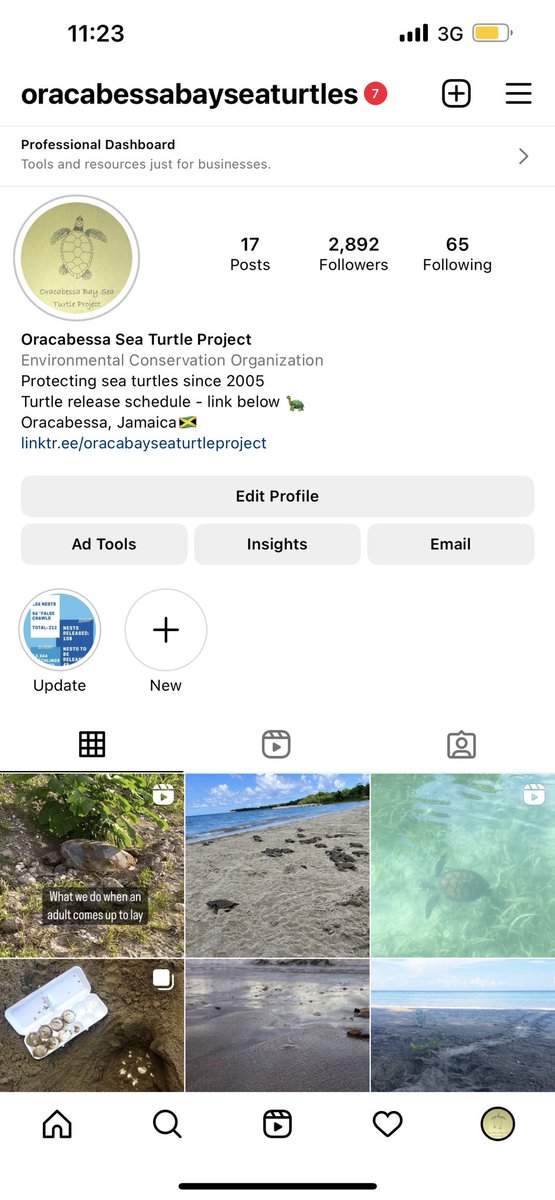 Follow us on instagram for more frequent updates! 
@oracabessabayseaturtles