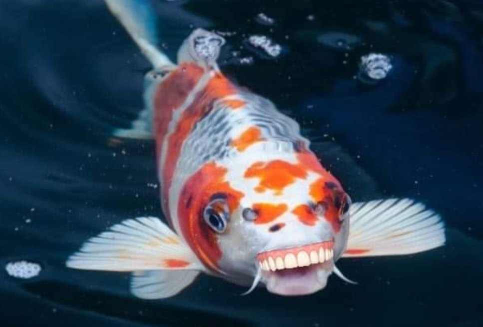 HopperBoro's tweet photo. Got a new Koi today
New strain from Turkey https://t.co/wTeljQHScQ