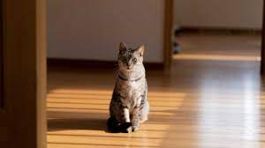 Sara_cats tweet media