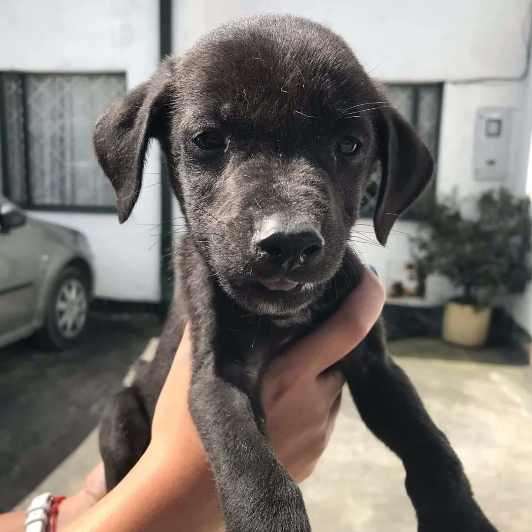 FundacionLucila's tweet photo. Nápoles continua esperando un hogar maravilloso ✨

Nuestro bebé es el único hijo de Italia que no ha encontrado un hogar 😔. Dos familias lo han rechazado por ser negrito. 

Nápoles es un perrito super amoroso, juguetón y noble. Tiene 3 meses, se entrega desparasitado y con dos https://t.co/FYMrFjkH5t