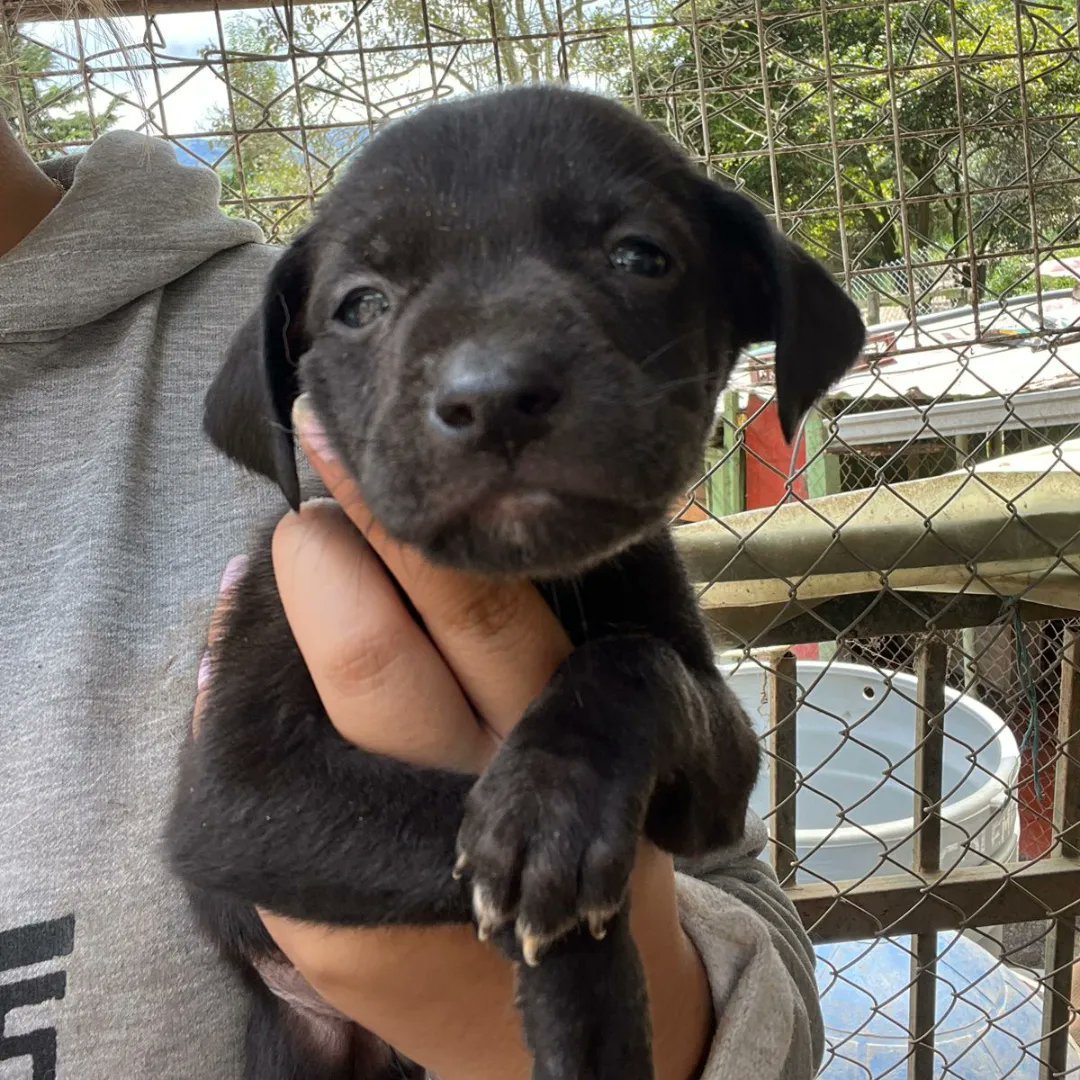 FundacionLucila's tweet photo. Nápoles continua esperando un hogar maravilloso ✨

Nuestro bebé es el único hijo de Italia que no ha encontrado un hogar 😔. Dos familias lo han rechazado por ser negrito. 

Nápoles es un perrito super amoroso, juguetón y noble. Tiene 3 meses, se entrega desparasitado y con dos https://t.co/FYMrFjkH5t