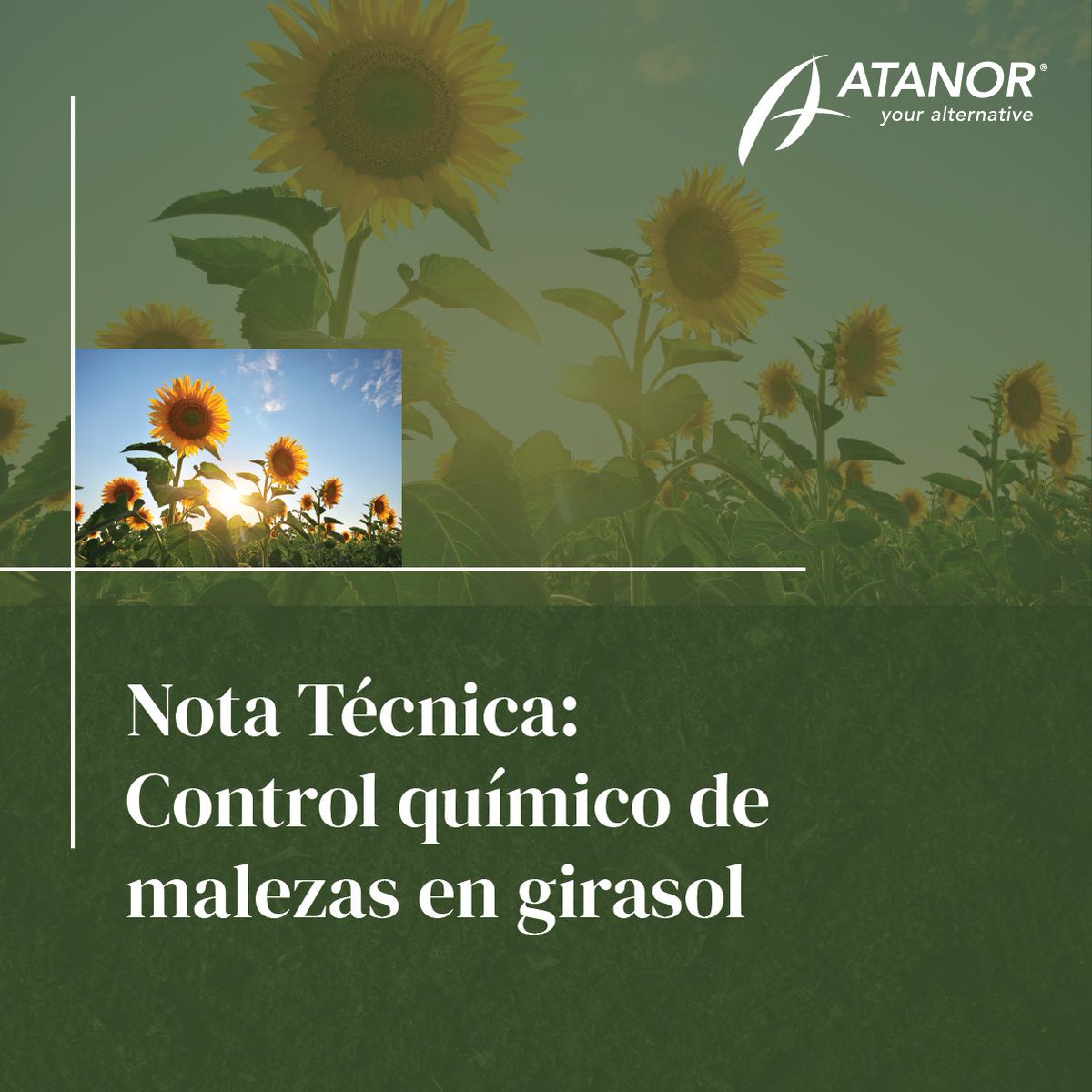 atanorarg's tweet photo. No te pierdas esta nota técnica sobre “Control químico de malezas en girasol”. 
Qué hacer, qué malezas controlar, recomendaciones y mucho más!! 
Lee la nota completa en https://t.co/tdvMQbVwIn https://t.co/xdfN9Cv79m