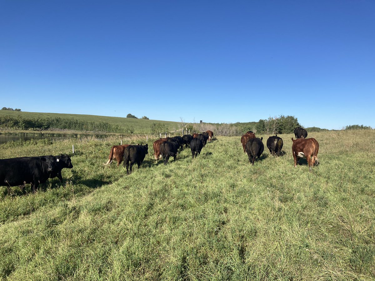 Standard Hill-SMyer tweet media