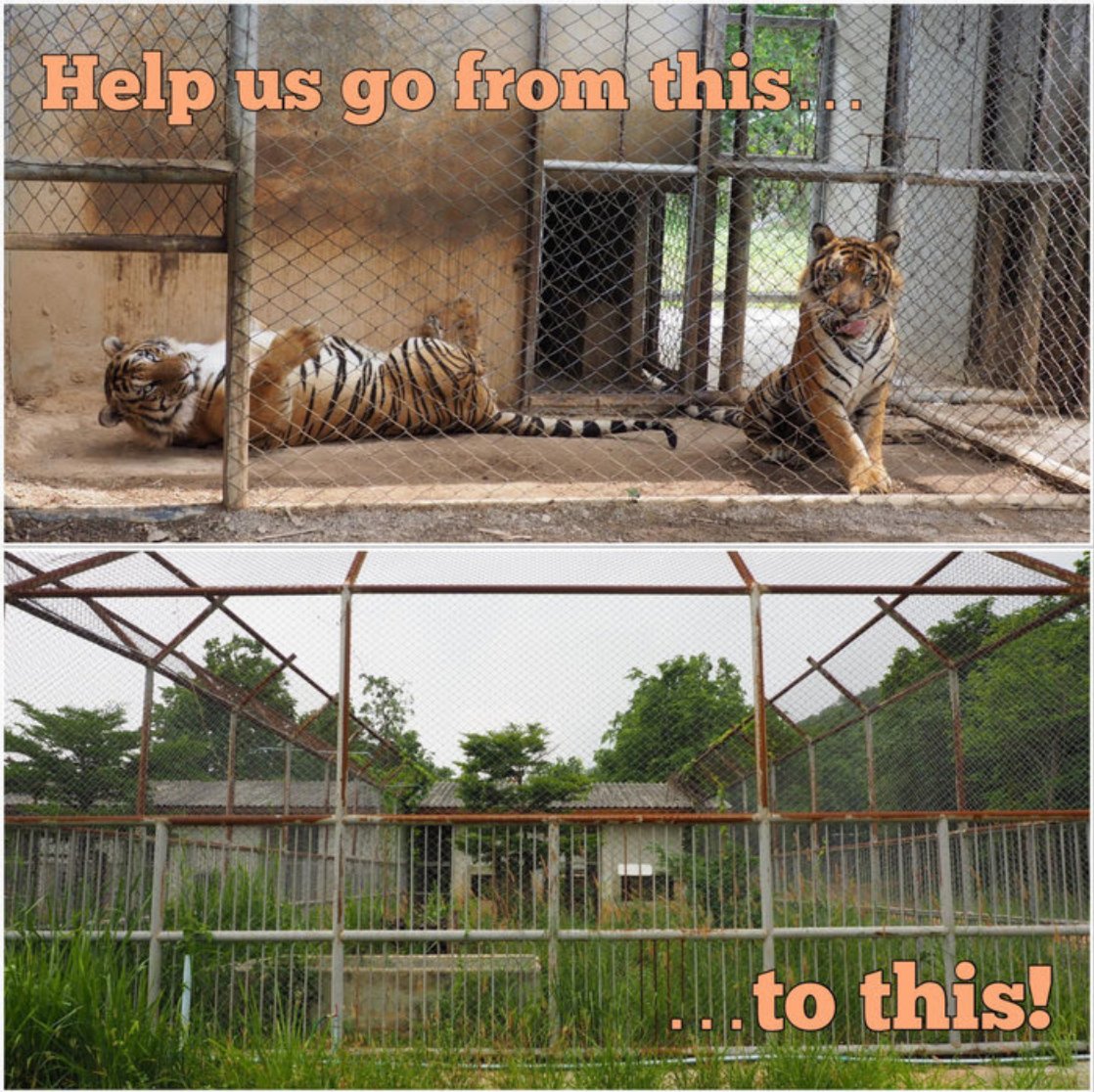 We've been fundraising to build the last 5 enclosures for the former Temple #Tigers at Thailand's Khao Son facility. We're now halfway to our goal to get started! Please donate if you can--every bit helps! Thank you! 🐯❤️
fortigers.enthuse.com/donate#!/ 

#animalwelfare #tigertuesday