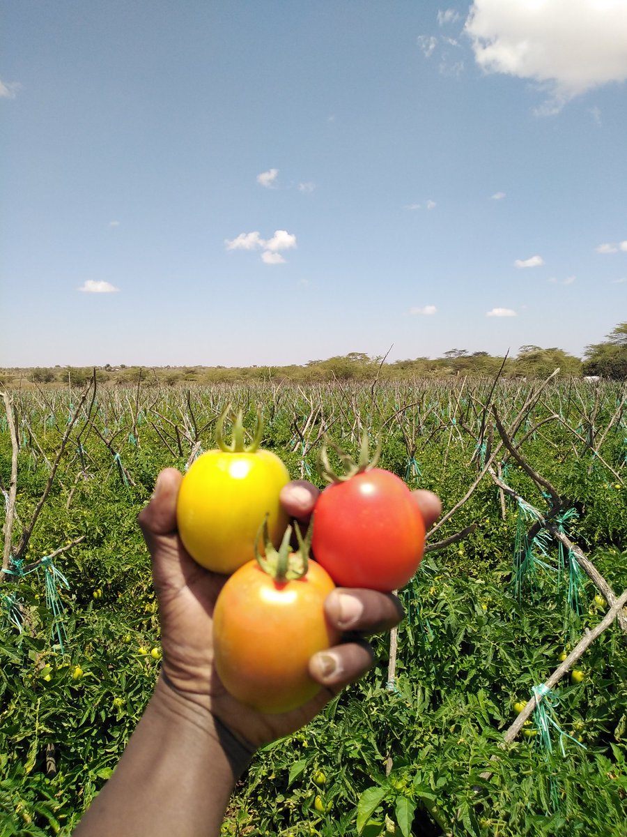 Fredmunene_'s tweet image. Twitter circle space for hire. All about farming 🚜