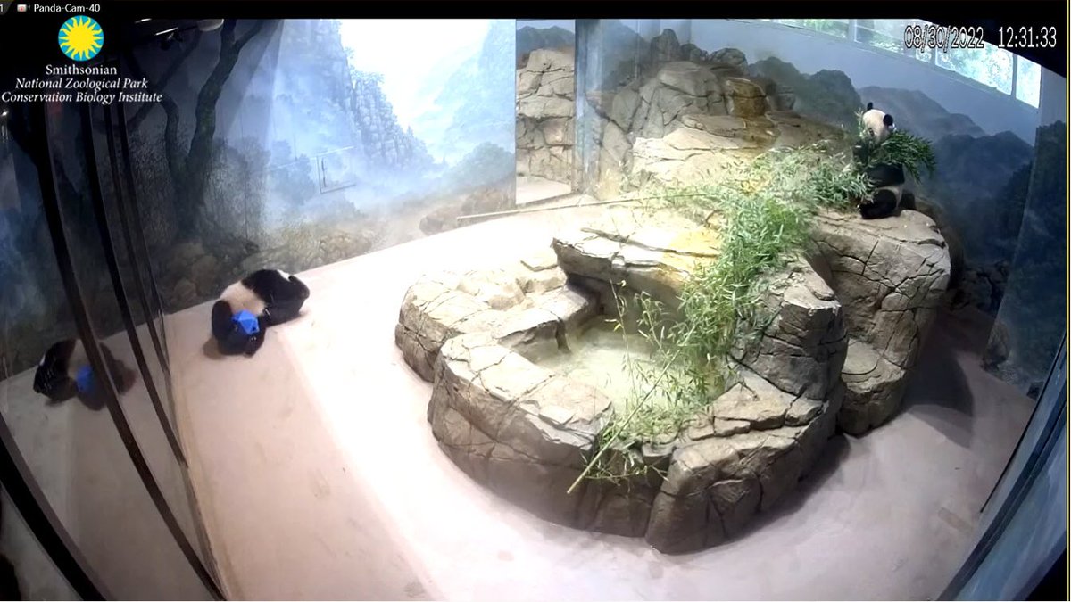 PookieDigi4Ever's tweet photo. Even if he doesn't fit, he still sits ๐ #IFitISit #JBHC #PandaStory #sillygoober #tubbytime @DodgerAmes @kathybowler @sweetg12651 @bluestone356 @LoveofPandas1 @2centsLu @Catheri29168929 @BeccaInBalt https://t.co/2BvQWDPnHN