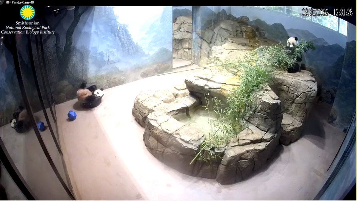PookieDigi4Ever's tweet photo. Even if he doesn't fit, he still sits ๐ #IFitISit #JBHC #PandaStory #sillygoober #tubbytime @DodgerAmes @kathybowler @sweetg12651 @bluestone356 @LoveofPandas1 @2centsLu @Catheri29168929 @BeccaInBalt https://t.co/2BvQWDPnHN