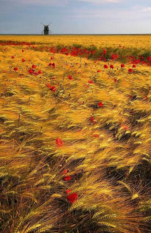 Nobody can steal their color from poppies. and no one can steal his emotions from the heart

Vincent van Gogh.