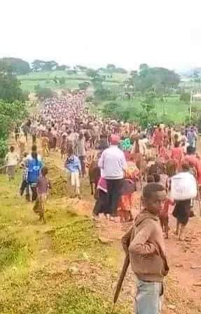 RArarssa's tweet photo. "ይህ፣ በሆሮ ጉዱሩ (ወለጋ፣) ድንበር ተሻግረው ሕዝብ በማፈናቀል ላይ በሚገኙት የአማራ ታጣቂዎች ከቤት ንብረቱ እየተፈናቀለ የሚገኝ የወለጋ ሕዝብ ነው:: ቤቶችን እያቃጠሉ በመሆኑ ሕዝቡ ነፍሱን ለማዳን ወደ ጫካ እየሸሸ ይገኛል::" ~via Temesgen G Dabsu. https://t.co/New2XjhAak