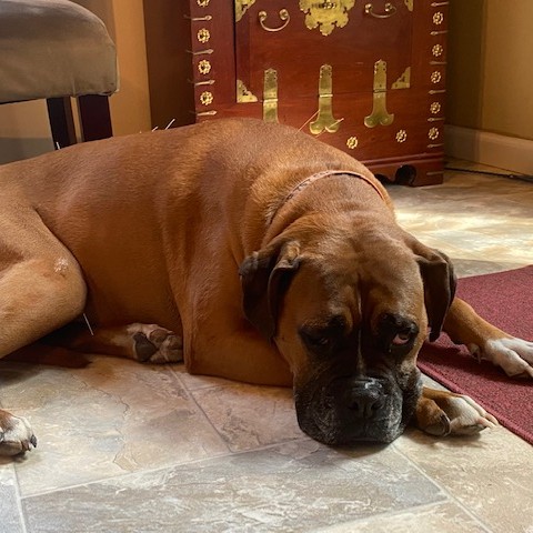 joychivet's tweet photo. This lovely lady is Maggie, &amp; she has been coming in for maintenance acupuncture for her knees &amp; back issues. She has been doing great! #BoxerAcupuncture #WeLoveDogs #DogAcupuncture #HolisticDogDoctor #HolisticDog #IntegrativeVeterinarian #Hampton https://t.co/1zGYlKRgv4