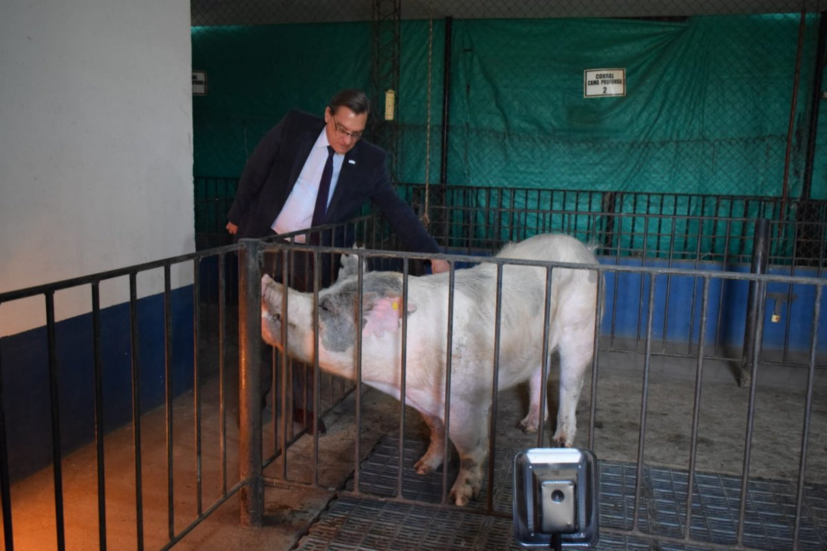 SimonPadros's tweet photo. Hoy junto al intendente de La Cocha @leopoldolacocha entregamos a 18 pequeños productores porcinos 20 toneladas de maíz para la alimentación de sus animales. 
El éxito de este proyecto de producción porcina se debe principalmente al trabajo en equipo y al compromiso social. https://t.co/tAXLqLY58j