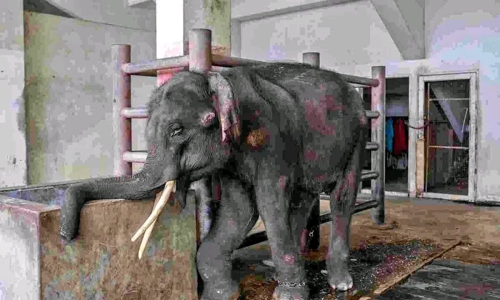 GaurangaKoushik's tweet photo. The elephant named Jaymala is being torture by Mahout at a temple in Tamilnadu. In 2008,Jayamala was taken from Kakopathar,Assam for 3 months but they imprisonment for 13 years. #SaveJaymala #ProtectAnimals
@World_Wildlife @peta @AnimalNortheast @AnimalPlanet https://t.co/MYiN31jlH7