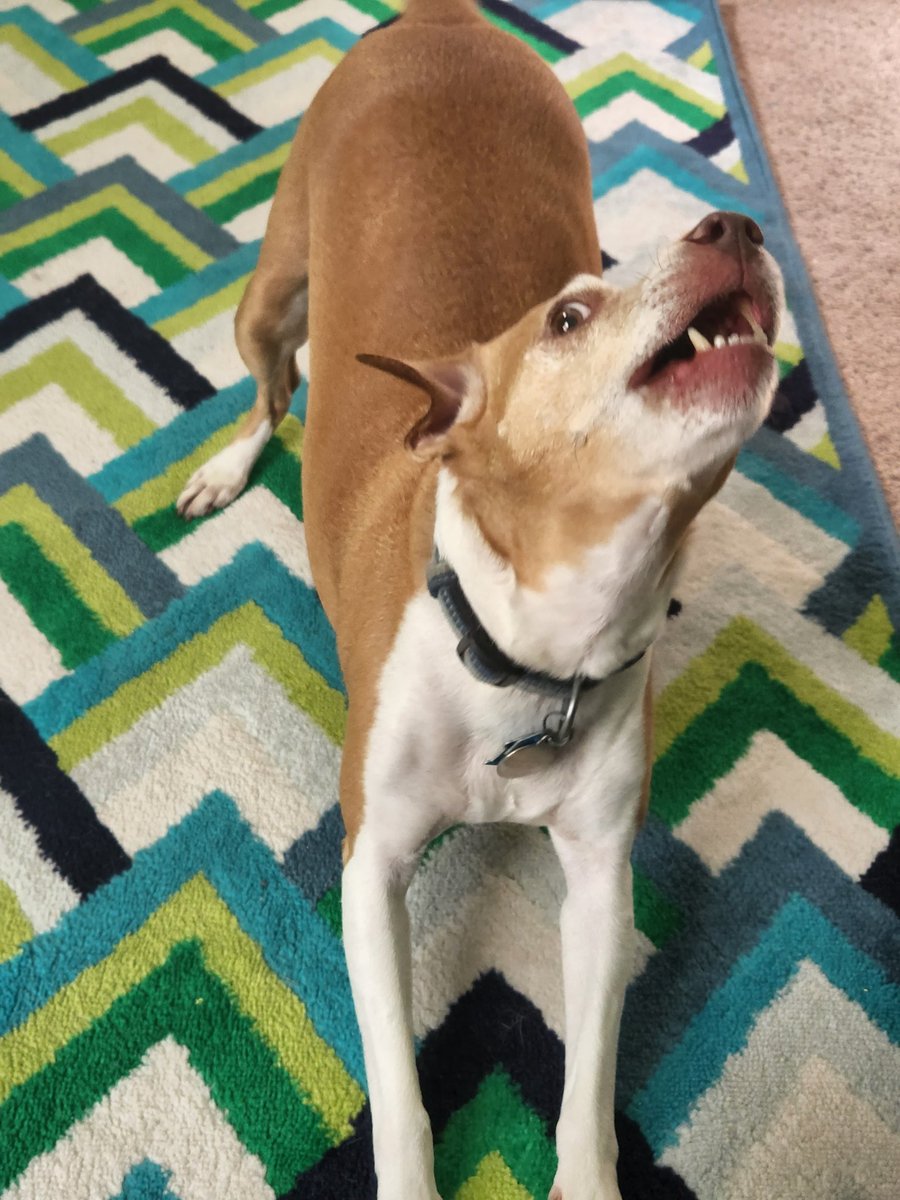 amytweeting's tweet photo. I don't like being a yelly person, but sometimes my dog only responds to shouted requests to shut up when I'm trying to get to a good writing stopping point before talking her outside. Yeesh. Stop barking at me already. #mycoworker https://t.co/gTB5HFrdSm