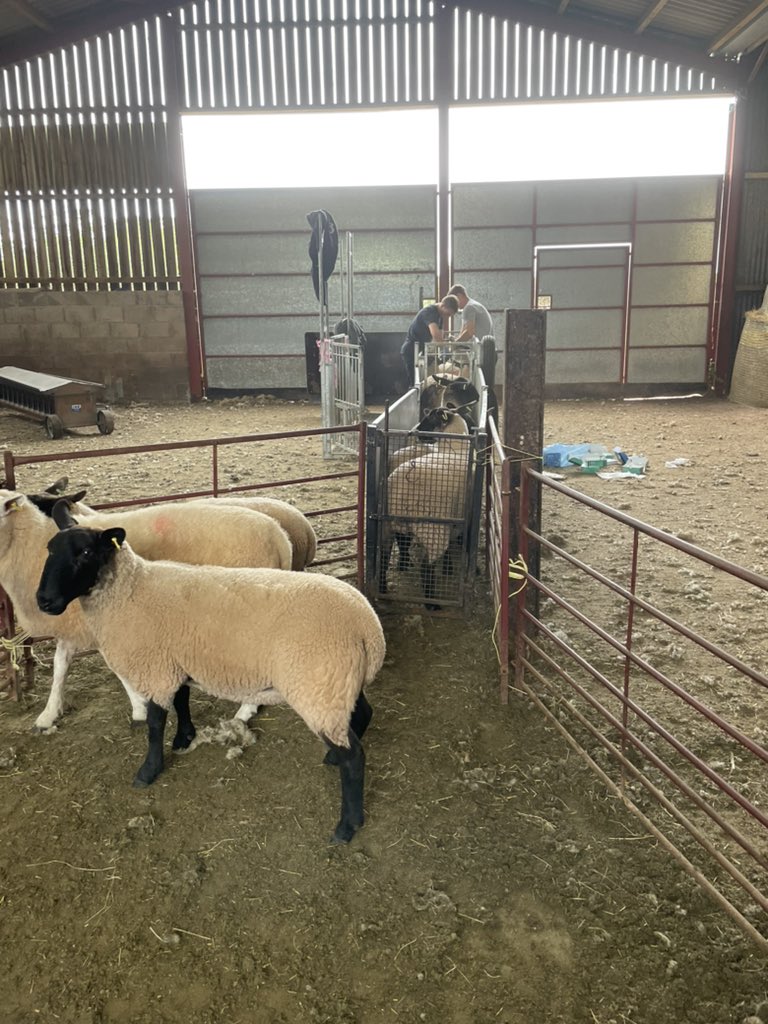 BeckyC0593's tweet photo. How are you spending your time off Becky - Spa? Reading that book you’ve been meaning to finish? Nope! Vaccinating our ewe lambs ahead of tupping #farminglife #farm24 https://t.co/rbJz6SJQVd