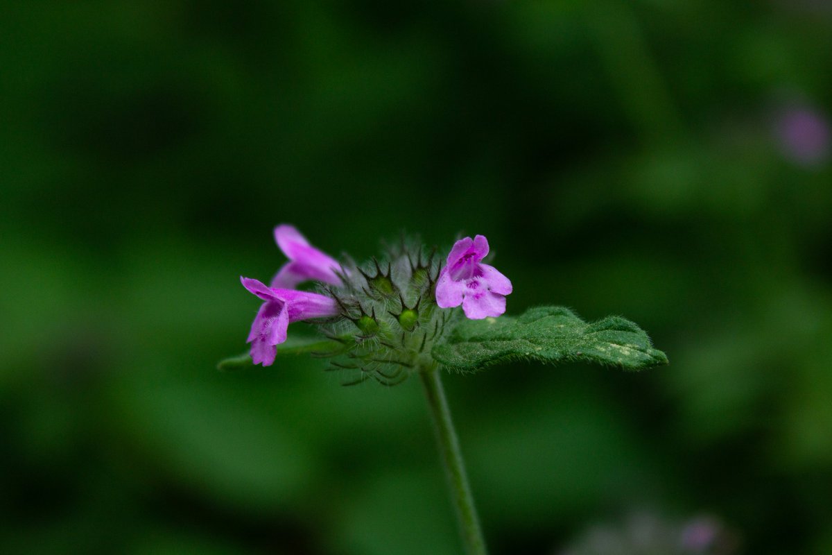 TrachselOne's tweet photo. Daily THROWBACK!๐ Follow us for more updated daily on instagram @trachselxcreator
#natureguy #nature #Daily #photography #photooftheday #landscape #portraitphotography #FYP #beauty #Purple #Flowers #Like https://t.co/3a1hoL5b6j