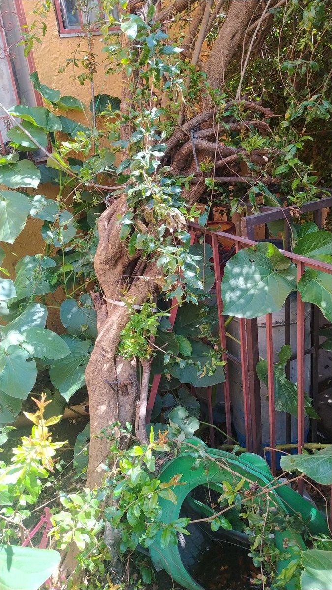 laida_sofia's tweet photo. @PAOTmx Buen día!! Dónde puedo reportar un árbol caído. La granizada del viernes ablando la tierra y con las lluvias subsecuentes, hoy amaneció derribado con las raíces de fuera y cayó sobre unos tanques de gas. Me podría ayudar!🙏 Calle Leona Vicario #63 alcaldía Cuauhtémoc https://t.co/wlM3L0vGtR