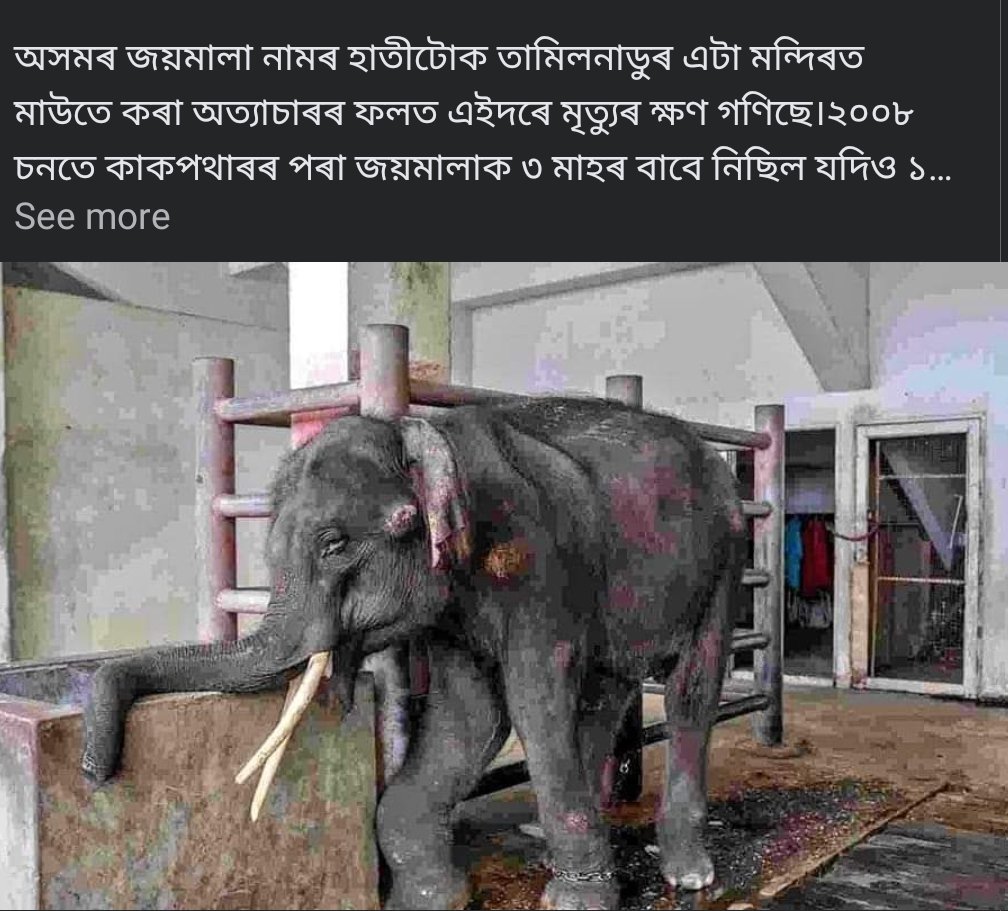 LuitBorah1's tweet photo. @himantabiswa Sir, it breaks my heart to see this innocent creature in such devastating living condition. Could you please arrange proper medical care for her and if possible bring her back to her home ?! https://t.co/j01kPtpGcu