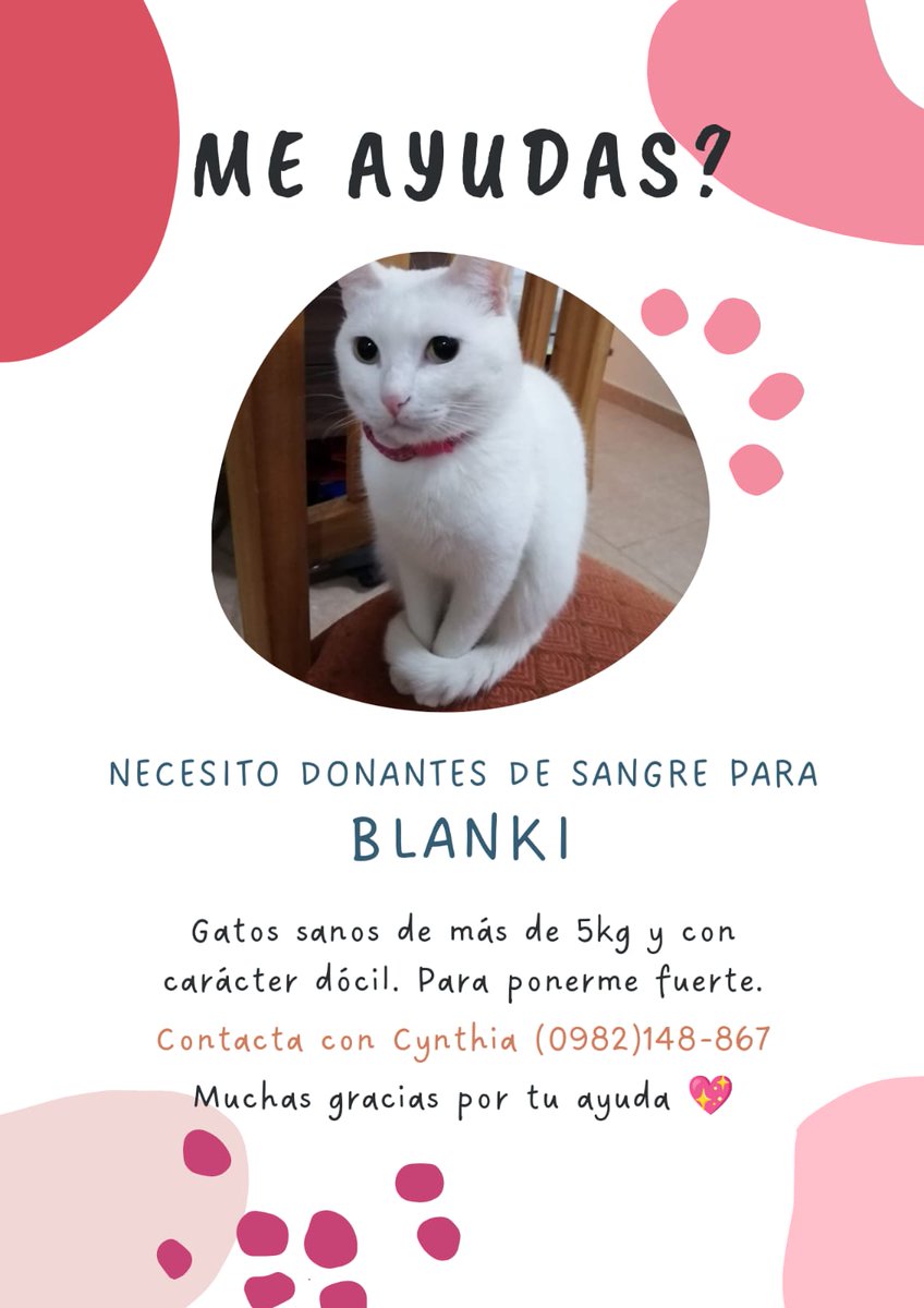 laubenso's tweet photo. Si pueden ayudarme compartiendo 🙏 la gata de @cintuaguayo necesita una patita! 
@laurixsola @koalandeMichi @camarasadiana @dameunapatapy https://t.co/dhFCFjOkQy