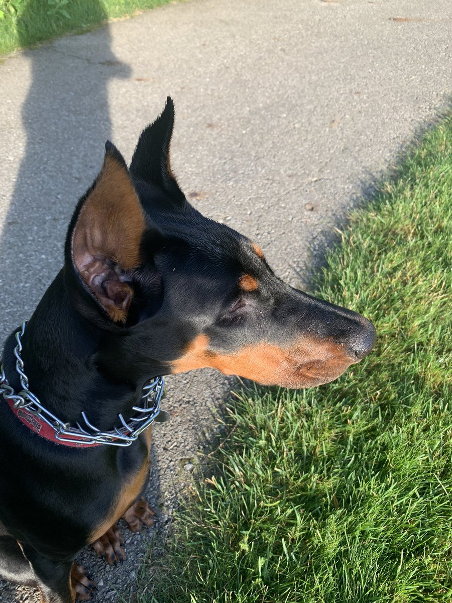 mccraw_mike's tweet photo. @isaacrochell91 Doby https://t.co/IYkNQl1g3C