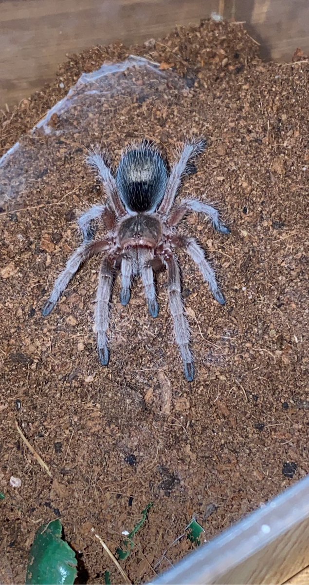 SpeidiKlum's tweet photo. New skin who dis #speidiklum #tarantula #chileanrose #rosehair #spider #spooder https://t.co/2vkM5QINsS