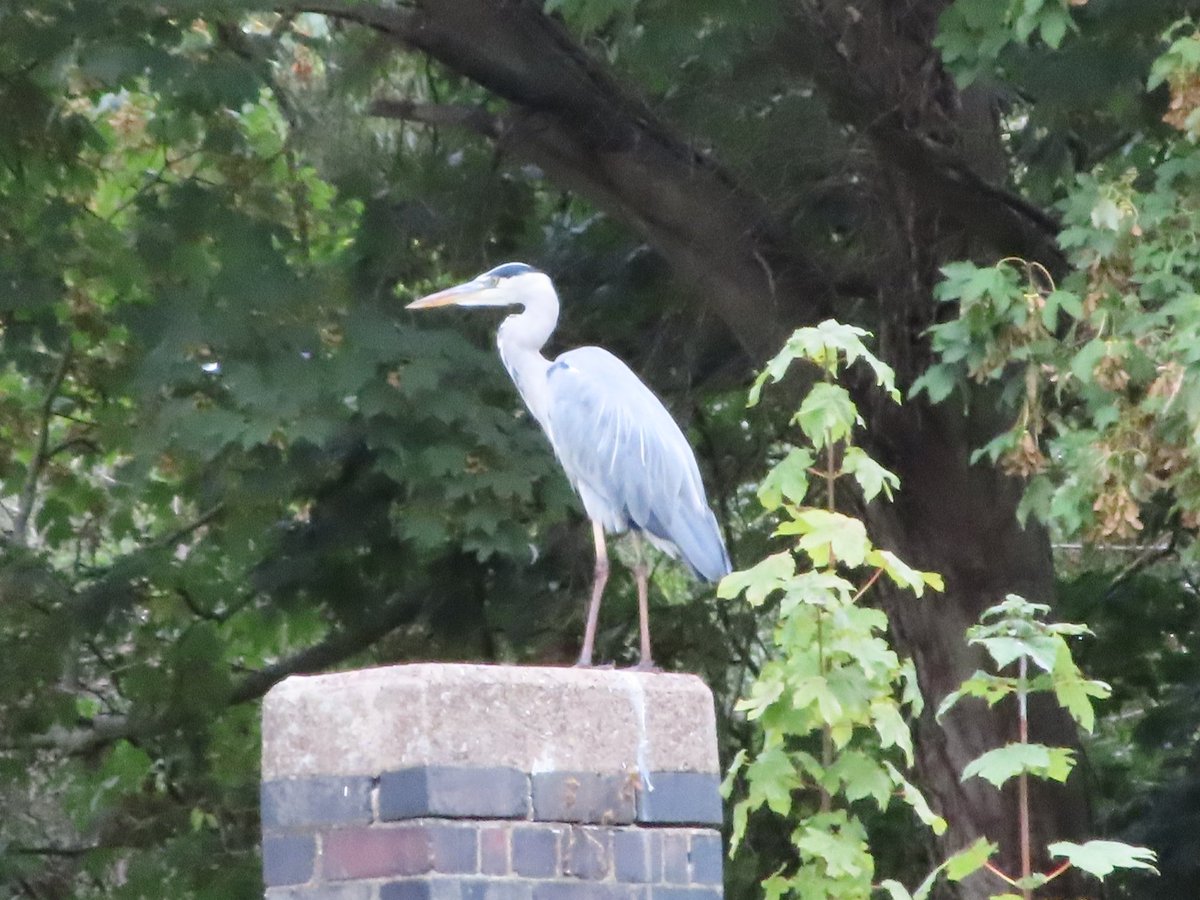 A Grey Heron at the River Soar today. Taken using a #Canon #Powershot #Zoom camera to take this.