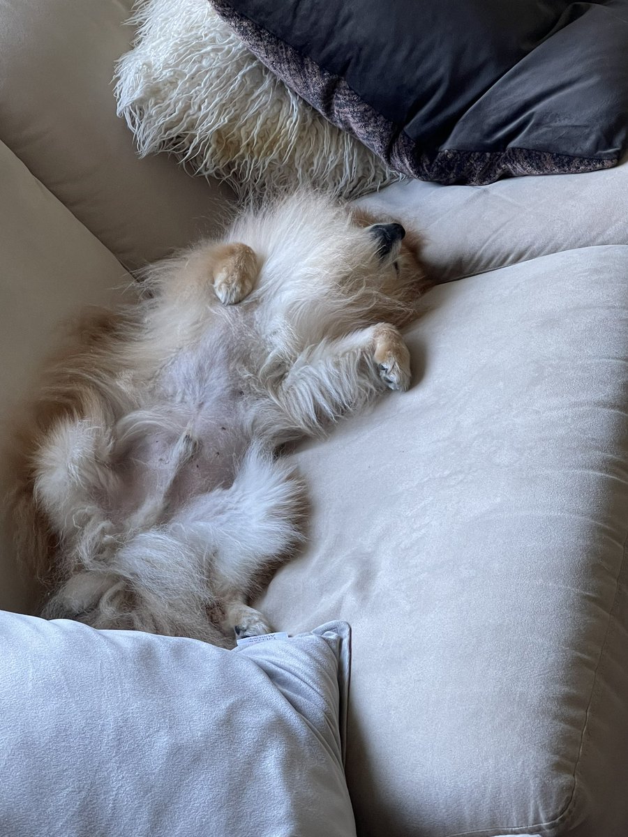 naeemtal's tweet photo. No care in the world #therealprince https://t.co/NZQAlsChMa