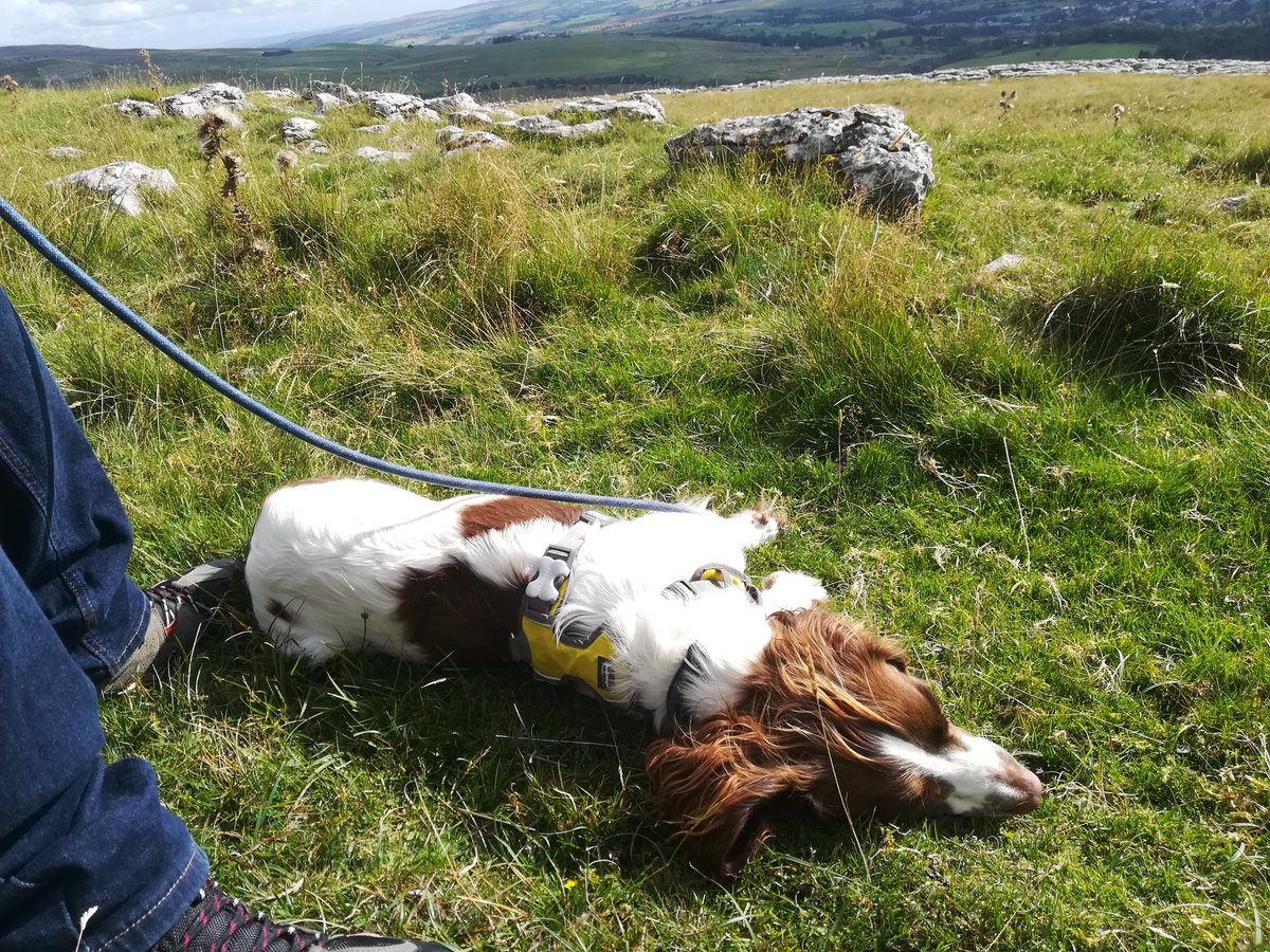 anghenn's tweet photo. Broke the dog in on Whernside. Or should I say 'broke the dog on' Whernside!! Keep up cocker. #hikingwithdogs #hikingwithkids #yorkshiredales #yorkshire #whernside #twistletonscar https://t.co/jpLqAiP81h