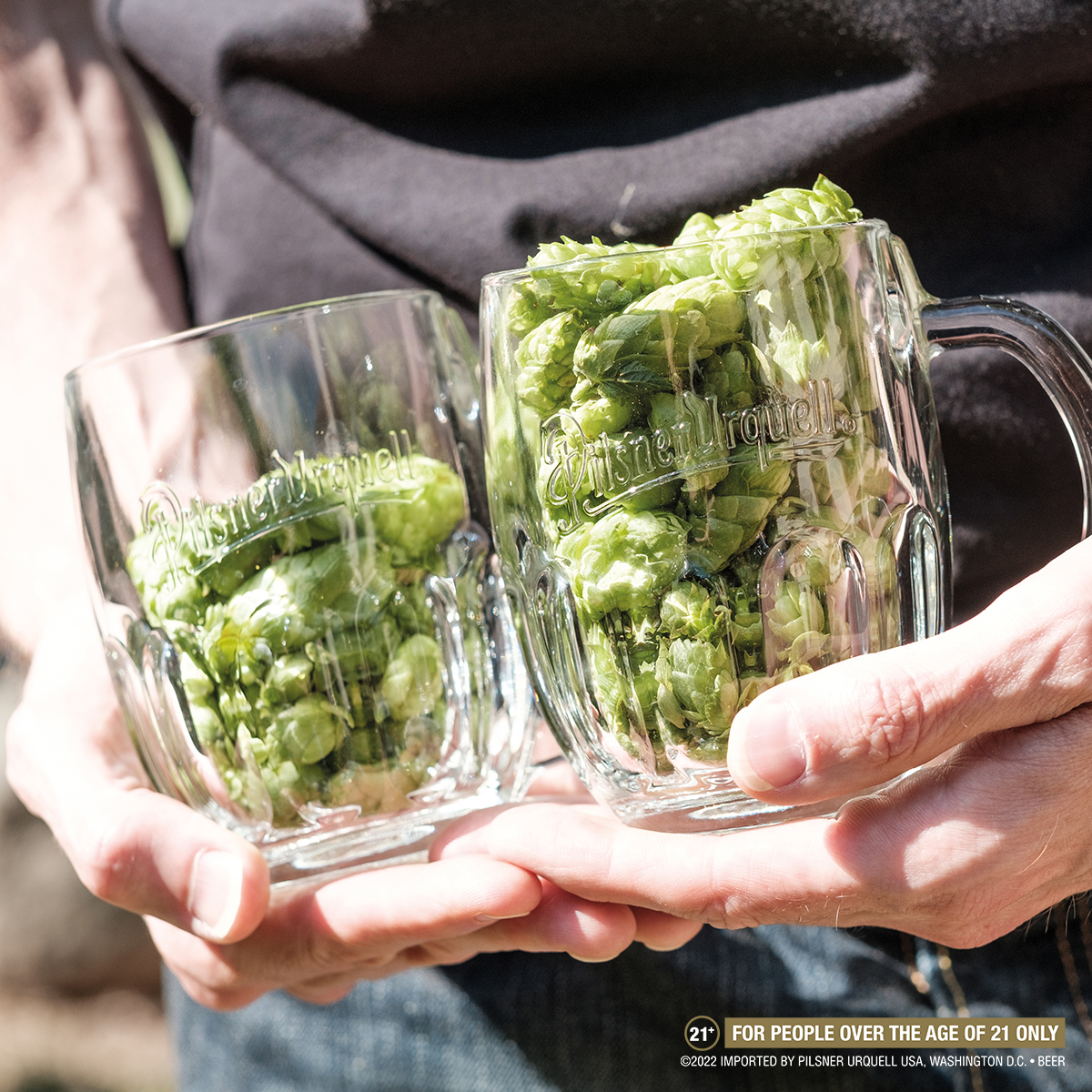 Pilsner_USA's tweet photo. It’s hop picking season again. No matter what, we always use the highest quality Saaz hops. The difference is in the taste. https://t.co/kjswXeP9Zs