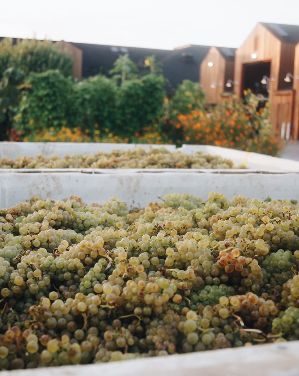 What exactly is #HarvestSeason? This season is when our winemakers decide that the grapes are ready to be picked after a fruitful growing season. This is our personal favorite time of the year 😍 and begins in early August and continues through late October. #CrushingIt