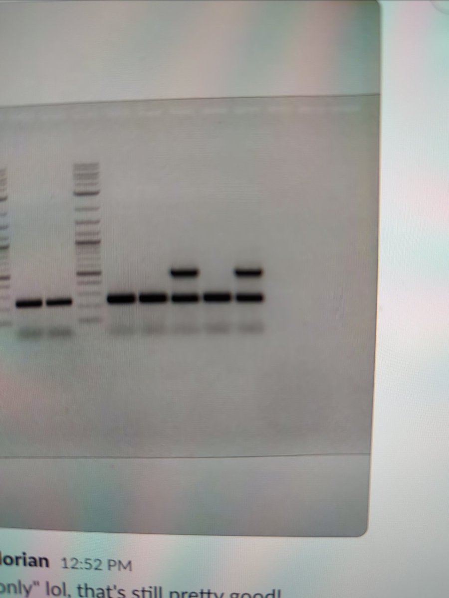 Germline transmission, oh yeah 😎. Now the fun begins, <a href="/NicolMecozzi/">NicolMecozzi</a>