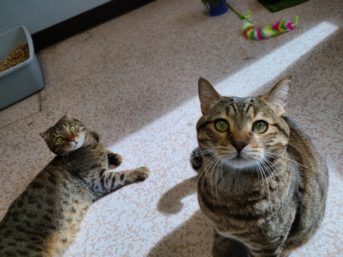BC_SPCA's tweet photo. Zephyr &amp; Cash are the loveliest boys who hope to find the purrrfect home together. They are shy to start &amp; need some time to get settled in their new space. Learn more: https://t.co/AsAlII5E7g #victoriabc #bcspca #bondedpair #rescuecats https://t.co/1JMMoMdP89