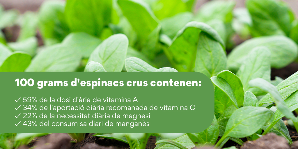 EABaixaTordera's tweet photo. L'estiu és temporada d'#espinacs! 🍃💪 A diferència del que creia un famós mariner de dibuixos animats, els espinacs no destaquen per la seva gran quantitat de ferro 🔩, però sí son molt riques en altres nutrients!

#EspaiAgrariBaixaTordera #Alimentació #ProducteTemporada https://t.co/Ngv1JWXDI7