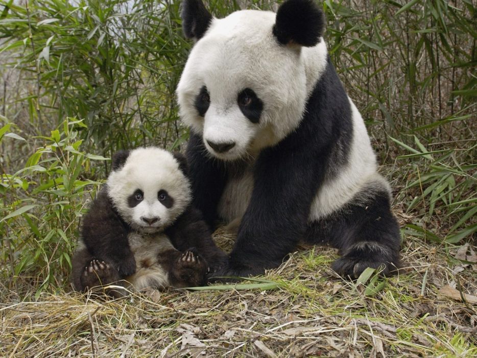 OkayCubs_NFT's tweet photo. Remember, if you see a cub, we are never alone. 
we are just looking our parents. 
Congrats OKB for the 2 mill sol.
#OKB #OkayBears #Okay #NFTs #NFT #Solana #OkayCubs #WAGBO #WAGEH https://t.co/4KsJH4sFJk