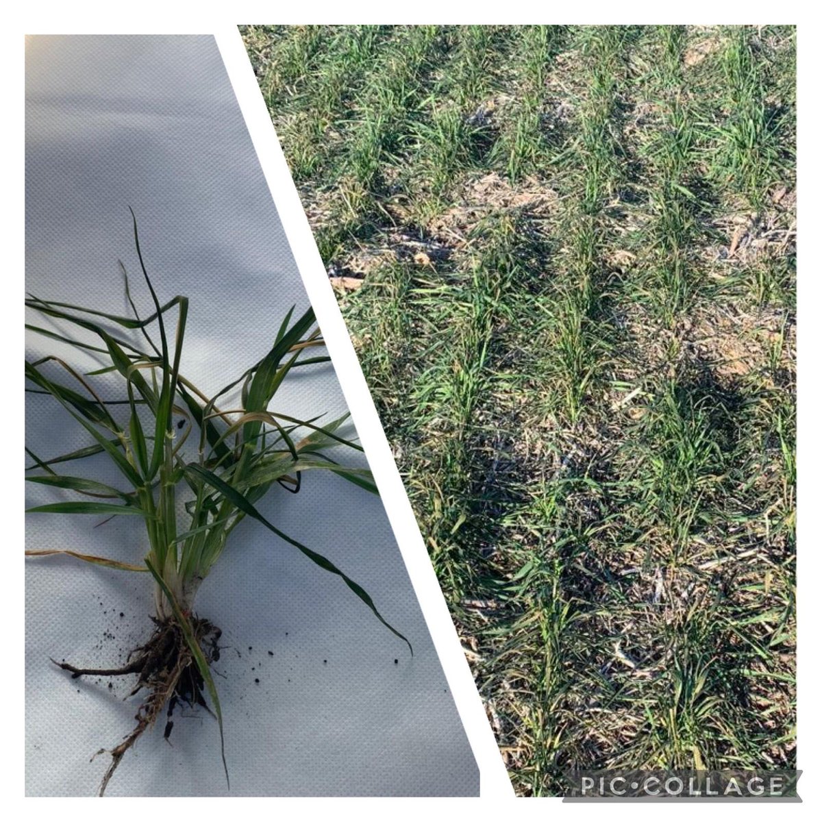 Surcos Consultora. tweet media