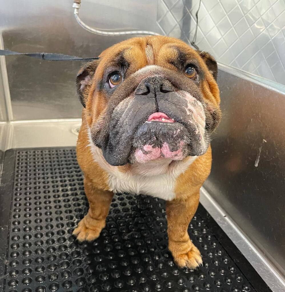 When you squishy and you know it! #eeeee! #bulldog #puppiesinthetub #dogsofadamsave #dirtymuttsdrivemenuts