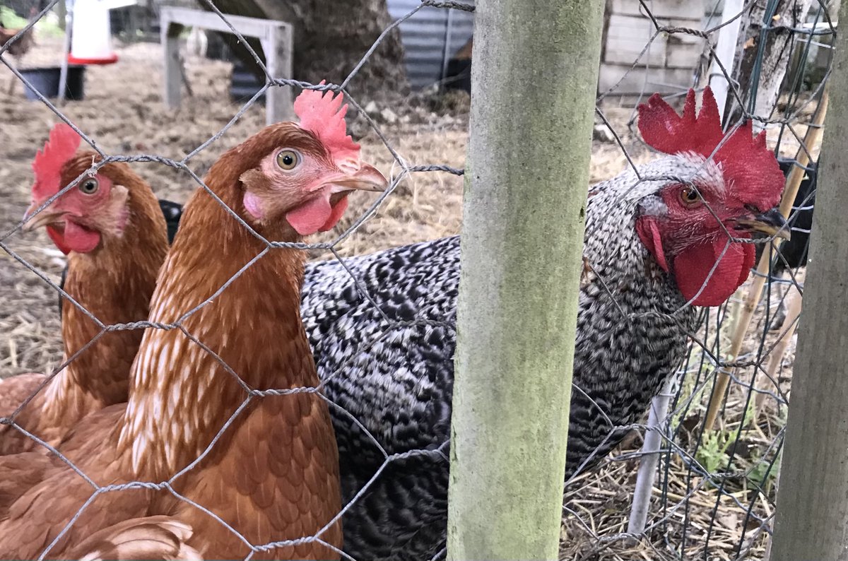 🌱 September News - shop open 6 days per week! - chickens queue at the door. mailchi.mp/eab101e9bcb4/s…