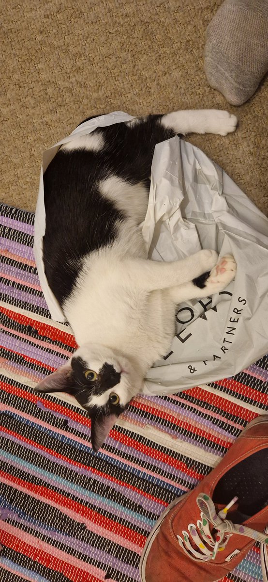 weenieonthings's tweet image. Weenie on bag