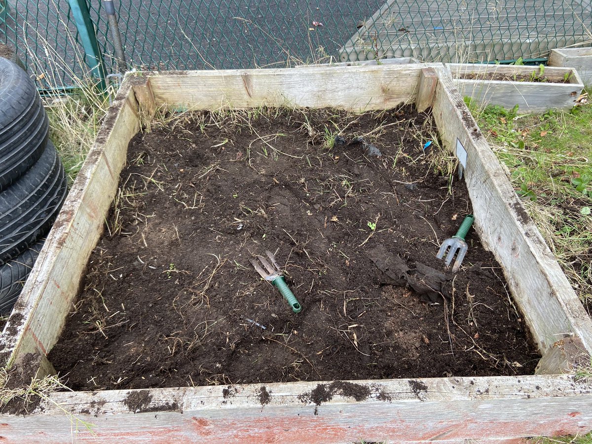 It was great to get stuck into some gardening today! 🌱 We are preparing our existing planter to be used to grow veg 🥕 🧅. Watch this space for updates! #growyourown #sdg2 We have the right to nutritious food. #carmuirsrights <a href="/MrsHunt44547615/">Mrs Hunter</a> <a href="/MrsWilliamson1/">Mrs Williamson & P1</a> <a href="/ElliePrimary1/">Mrs Jalland, Ellie Elephant and the herd 🐘</a>