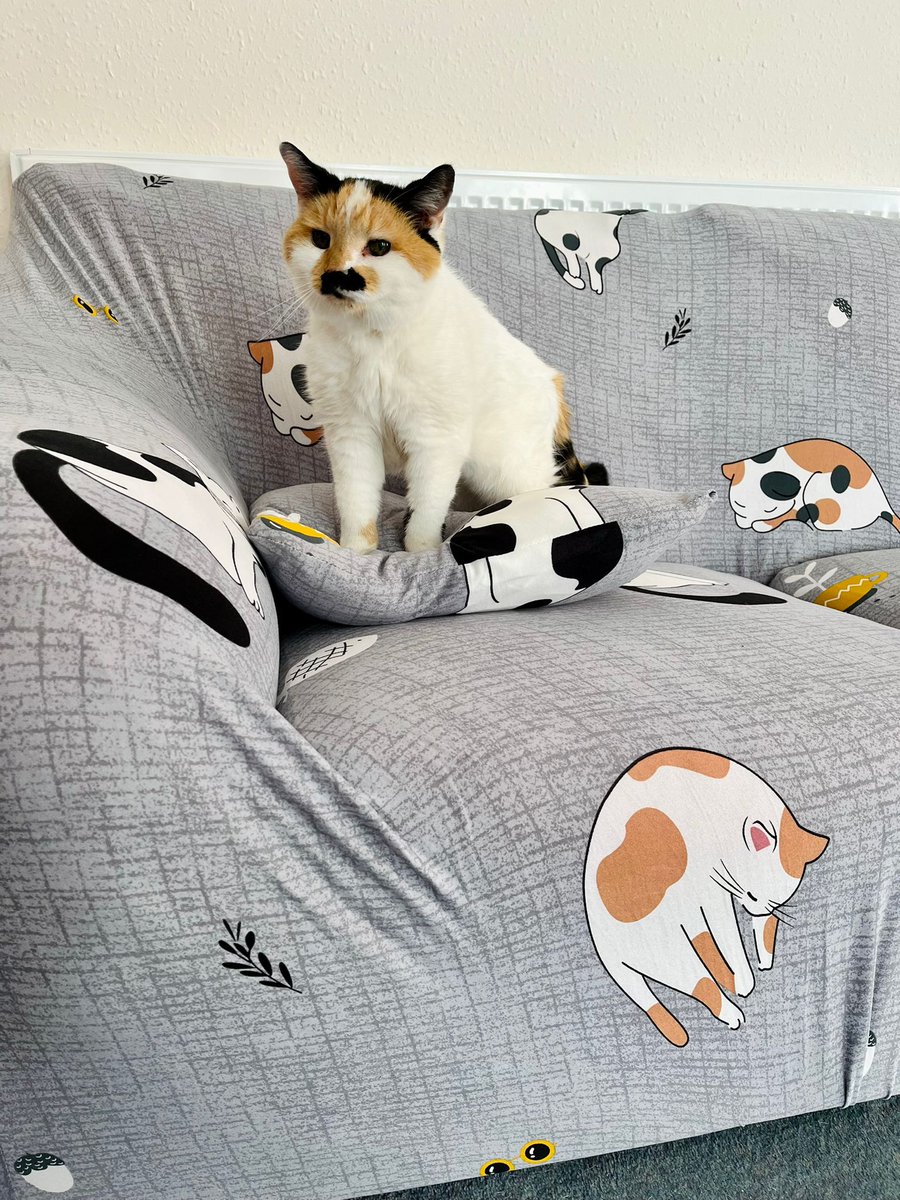 Chippy_the_Cat tweet media