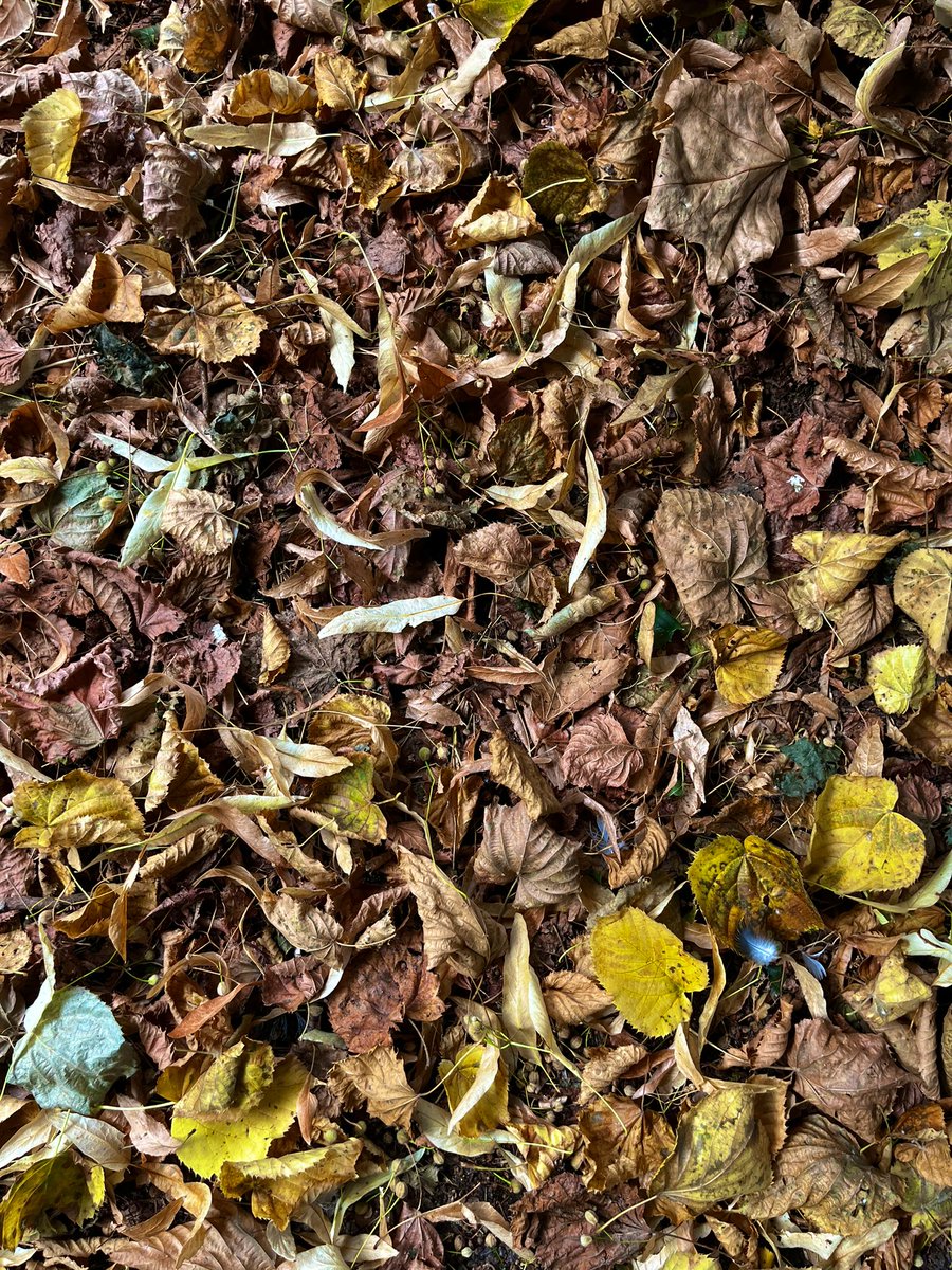 RomanCambell's tweet photo. It’s time for those #fall #outdoors snaps! https://t.co/hzO3DiAkku