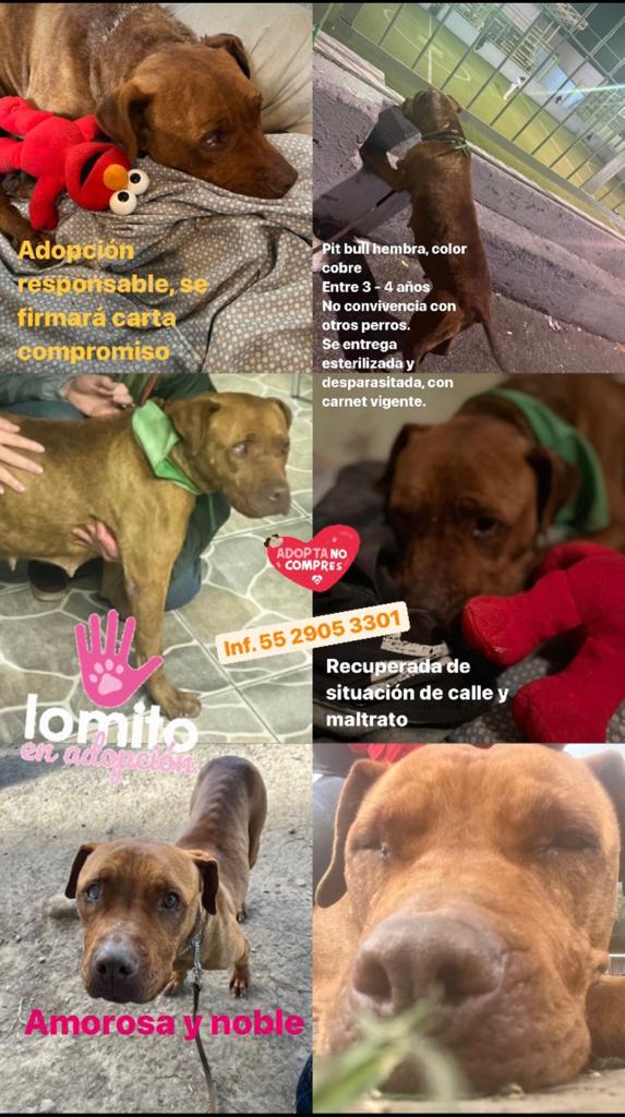 <a href="/mascotamx/">Adopta una mascota</a> <a href="/SuperPawMx/">SuperPaw 🐾🐱🐶 🇲🇽 #DonarSalvaVidas</a> <a href="/MascotasBJ_cdmx/">Mascotas BJ_ CDMX 🐶🐱</a> <a href="/mascotasdifunde/">Difusión de mascotas</a> <a href="/AdoptaCDMX/">AdoptaCDMX</a> <a href="/ADOPTA911/">ADOPTA911</a> <a href="/Apoyo_Croqueton/">Apoyo Croquetón</a> <a href="/lawera33/">Perros Encontrados sin su dueño</a> <a href="/SuavesLomitos/">Lomitos Suavecitos</a> <a href="/firulaisasalvo/">Firulais a salvo</a> <a href="/AdogtaMiauMx/">AdogtaMiauMx</a>