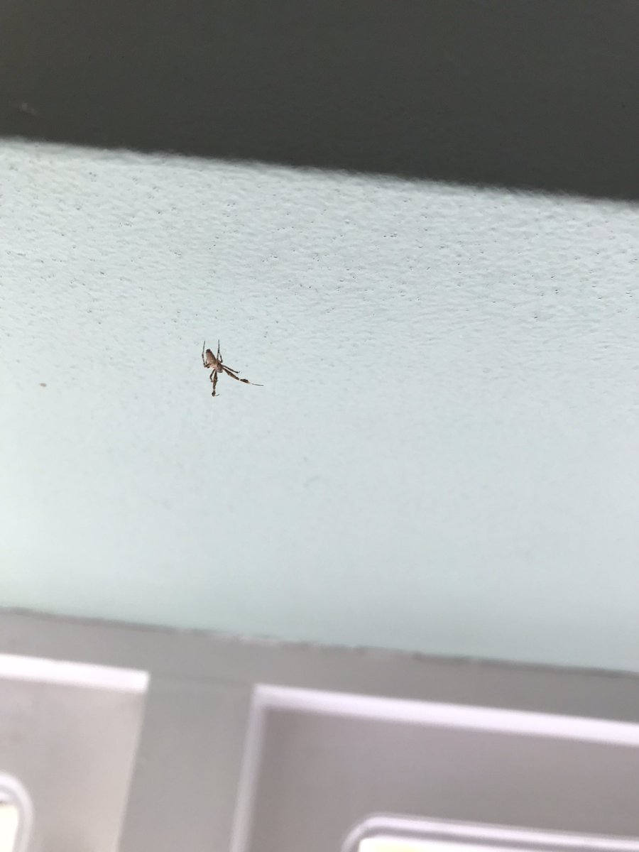 Hello <a href="/BritishSpiders/">BAS</a>, not the best pictures but do you know what type of spider this is? 1st pic is how it looks at rest and 2nd when on the move.