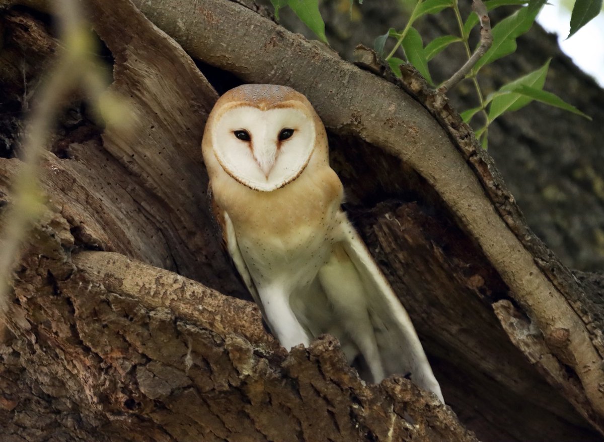 A young female barn owl having a big ol’ stretch after emerging from her tree the other night. 

#barnowl #owls #birds #photography #wildlifephotography #BirdsSeenIn2022 #TwitterNatureCommunity #BBCWildlifePOTD <a href="/BBCEarth/">BBC Earth</a> <a href="/BBCSpringwatch/">BBC Springwatch</a>